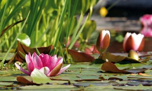 vijver tuin tips