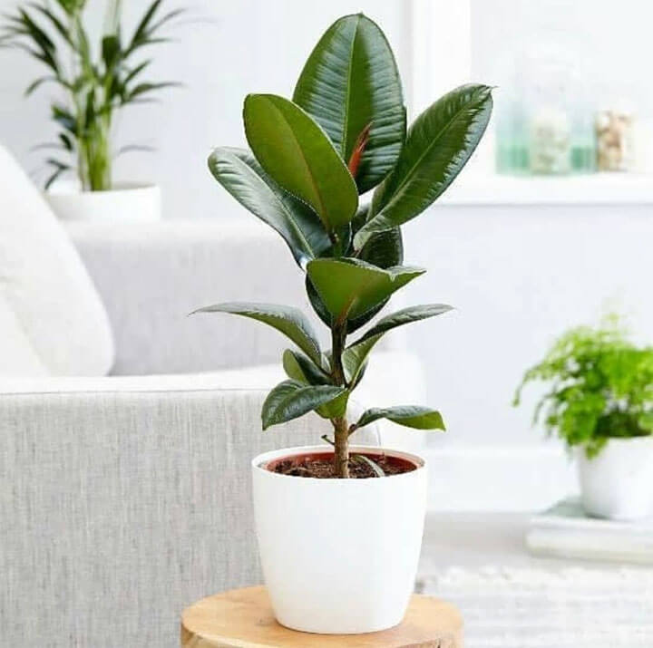 rubberboom woonkamerplant