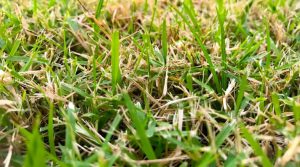 tips tegen droogte tuin