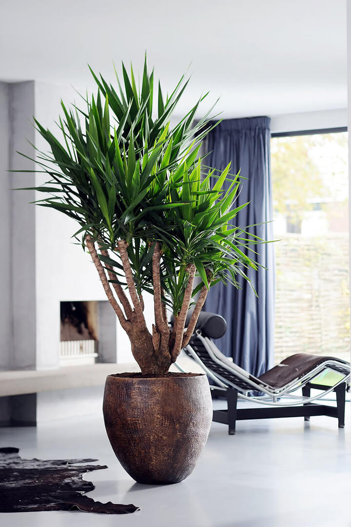 grote yucca plant in woonkamer