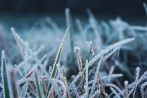 gras maaien in de winter