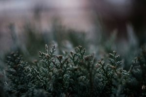 winterharde planten